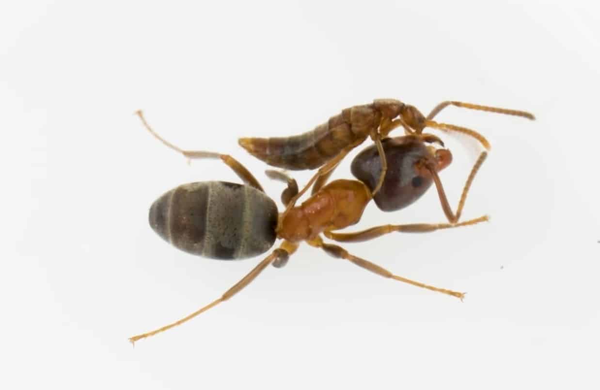 Жук-стафилинид Sceptobius сидит верхом на муравье и соскребает с него воск с запахом / © 
caltech / YouTube