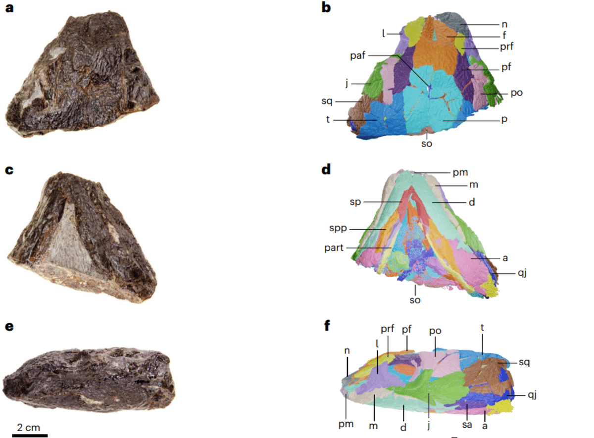 Фото и сегментированное разделение окаменелого черепа, найденного в Новой Шотландии (Канада)  / © Nature Ecology & Evolution