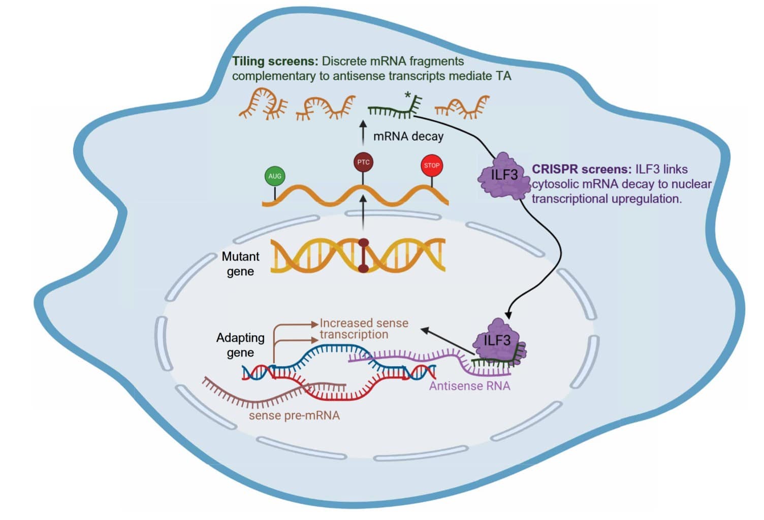 Молекулярная модель транскрипционной активации. Белок ILF3 связывается с промежуточными продуктами распада мРНК. После перемещения в ядро эти фрагменты направляют ILF3 к антисмысловым РНК в локусах адаптирующихся генов, где они могут активировать гены / © Mohamed A. El-Brolosy et al., Science