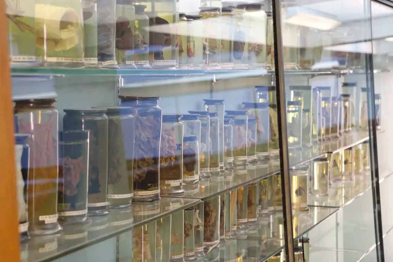 Биологические образцы 1700-х годов в Хантеровском анатомическом музее / © Anatomy Museum, The Hunterian, University of Glasgow