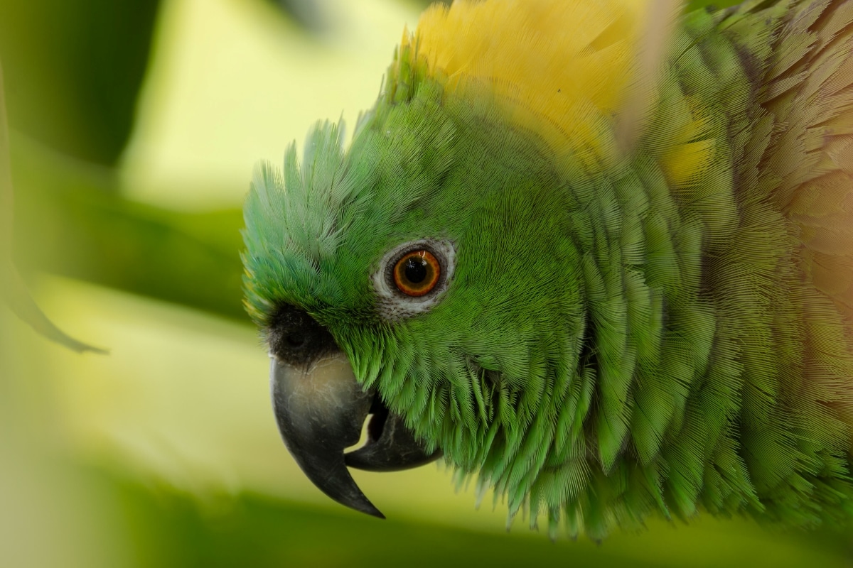 Желтошейный амазон Amazona auropalliata / © adriench, iNaturalist