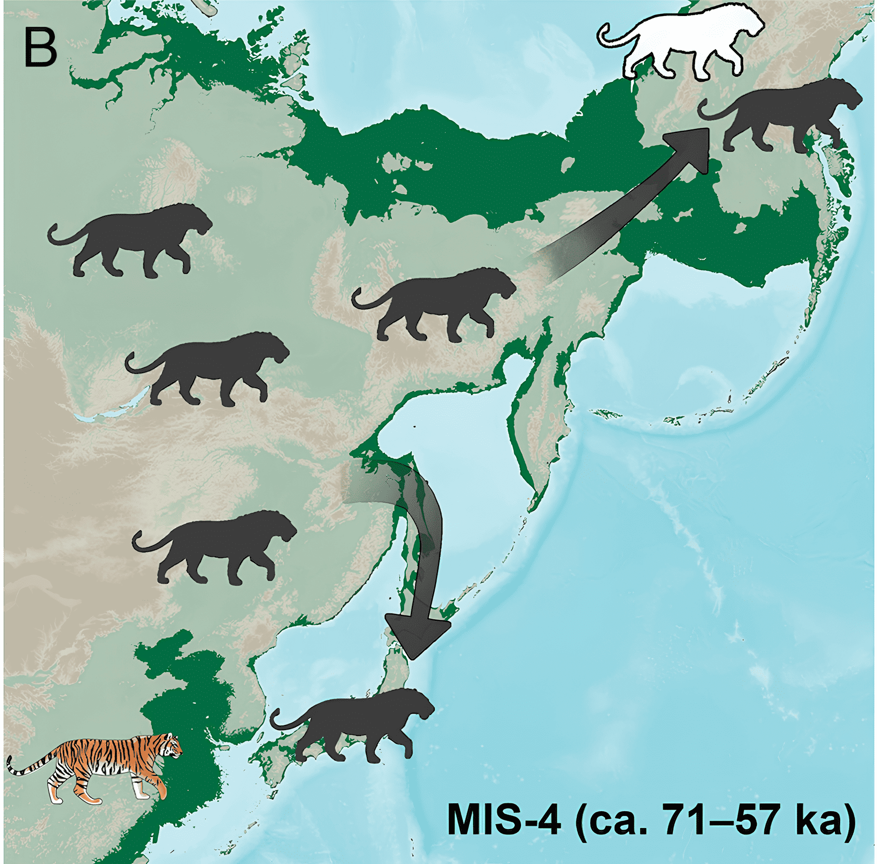 Карты, показывающие возможное распределение львов и тигров в Восточной Евразии и на Аляске во время различных морских изотопных стадий позднего плейстоцена / © Proceedings of the National Academy of Sciences