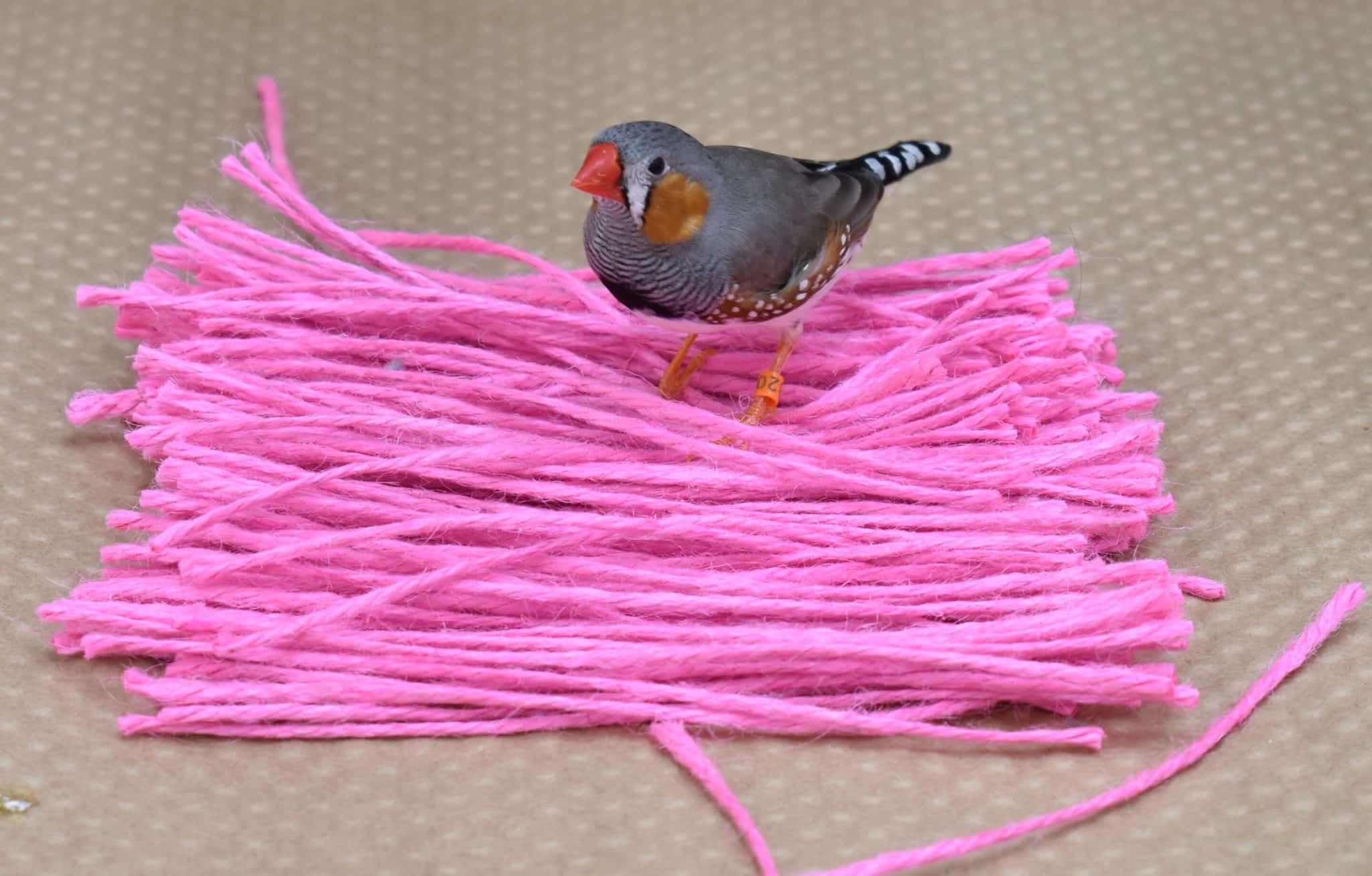 Самец амадины демонстрирует, что предпочитает розовый цвет / ©Lauren M. Guillette; Julia L. Self