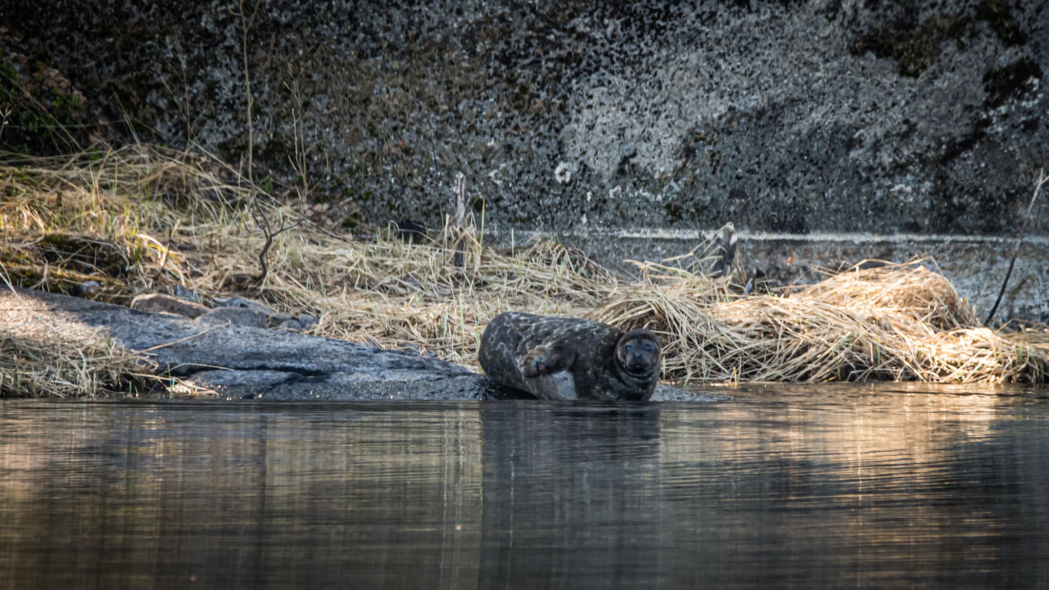 Кольчатая нерпа  / © Aki Mykkanen