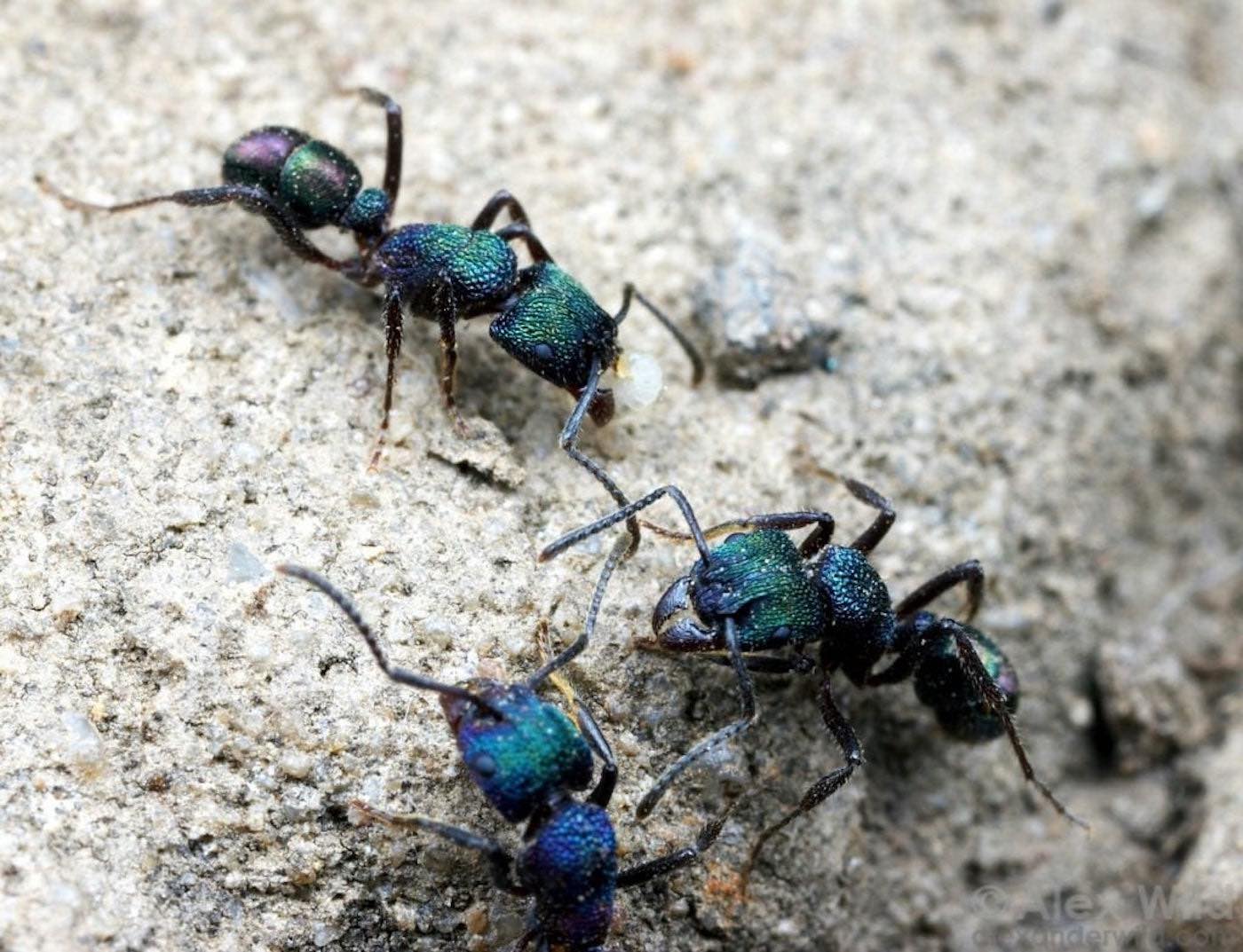 Зеленоголовые муравьи Rhytidoponera metallica стали одним из примеров группового отбора / © Alex Wild / antnest.co.uk