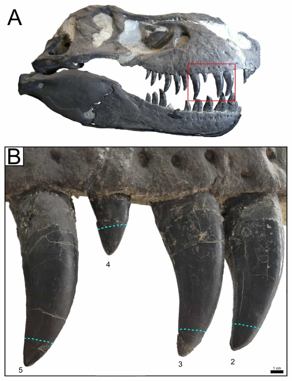 Череп тираннозавра рекс, с отмеченным зубом, который был найден в черепе эдмонтозавра / © PeerJ