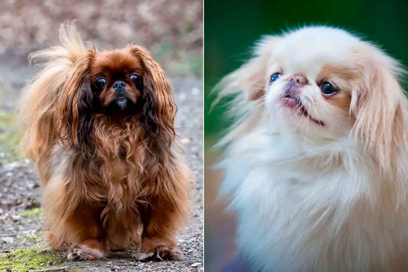 Собаки породы пекинес (слева) и японский хин (справа) подвержены высокому риску возникновения проблем с дыханием / © Alamy, Michael Schultze, KATAMOUNT