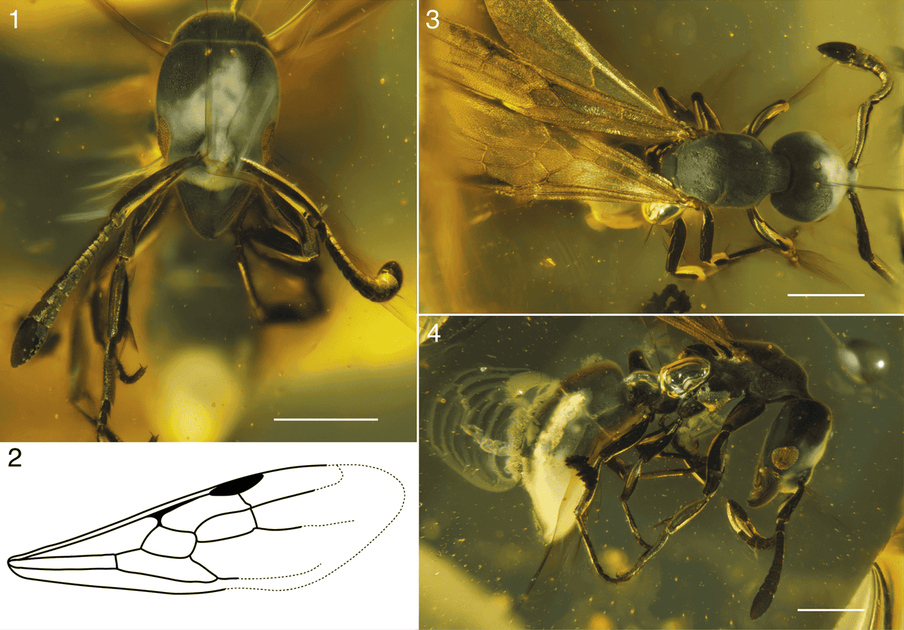 Микрофотографии и иллюстрация Hypoponera electrocacica / © Journal of Paleontology