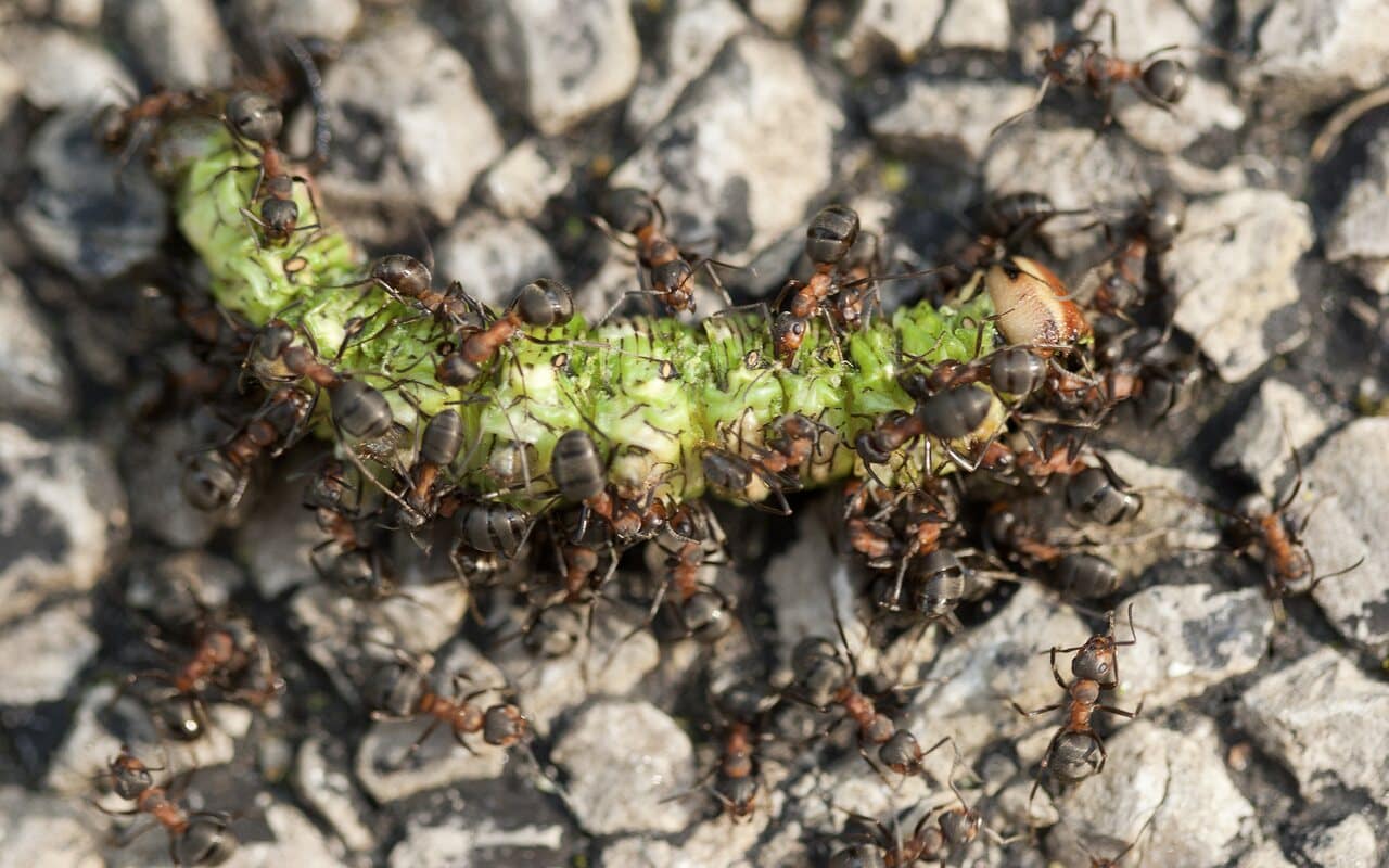 Гусеница соснового бражника и муравьи / ©https://creativecommons.org/licenses/by-nc-sa/4.0/