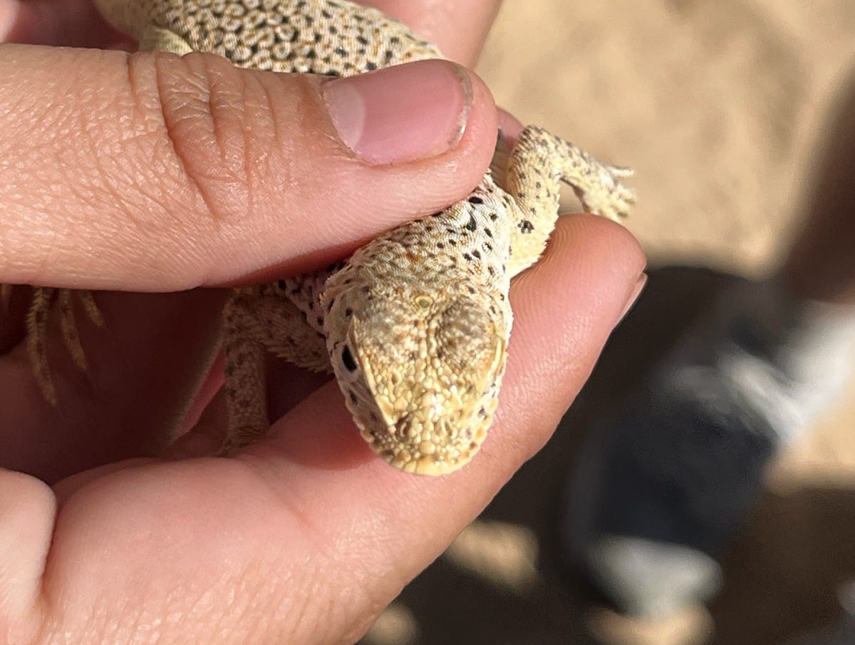 Между обычными глазами этой песчаной игуаны Uma scoparia можно разглядеть третий, теменной глаз / © marleyjanssen / iNaturalist