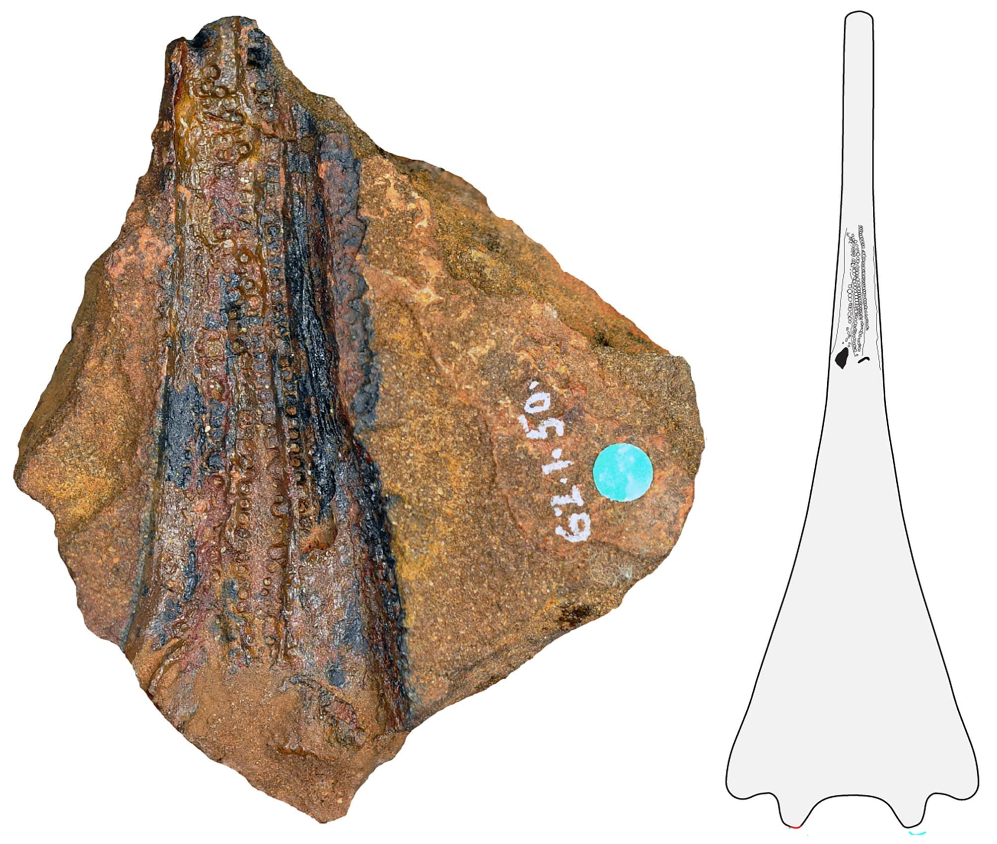 Ископаемая челюсть с зубами морской амфибии Aphaneramma, возраст которой составляет 250 миллионов лет, из Западной Австралии. / © Бенджамин Кир (Шведский музей естественной истории)