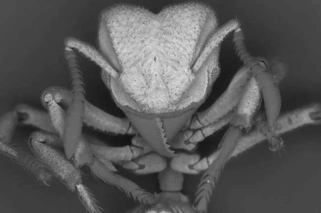 Муравей Sericomyrmex amabilis под микроскопом / © Hongjie Li