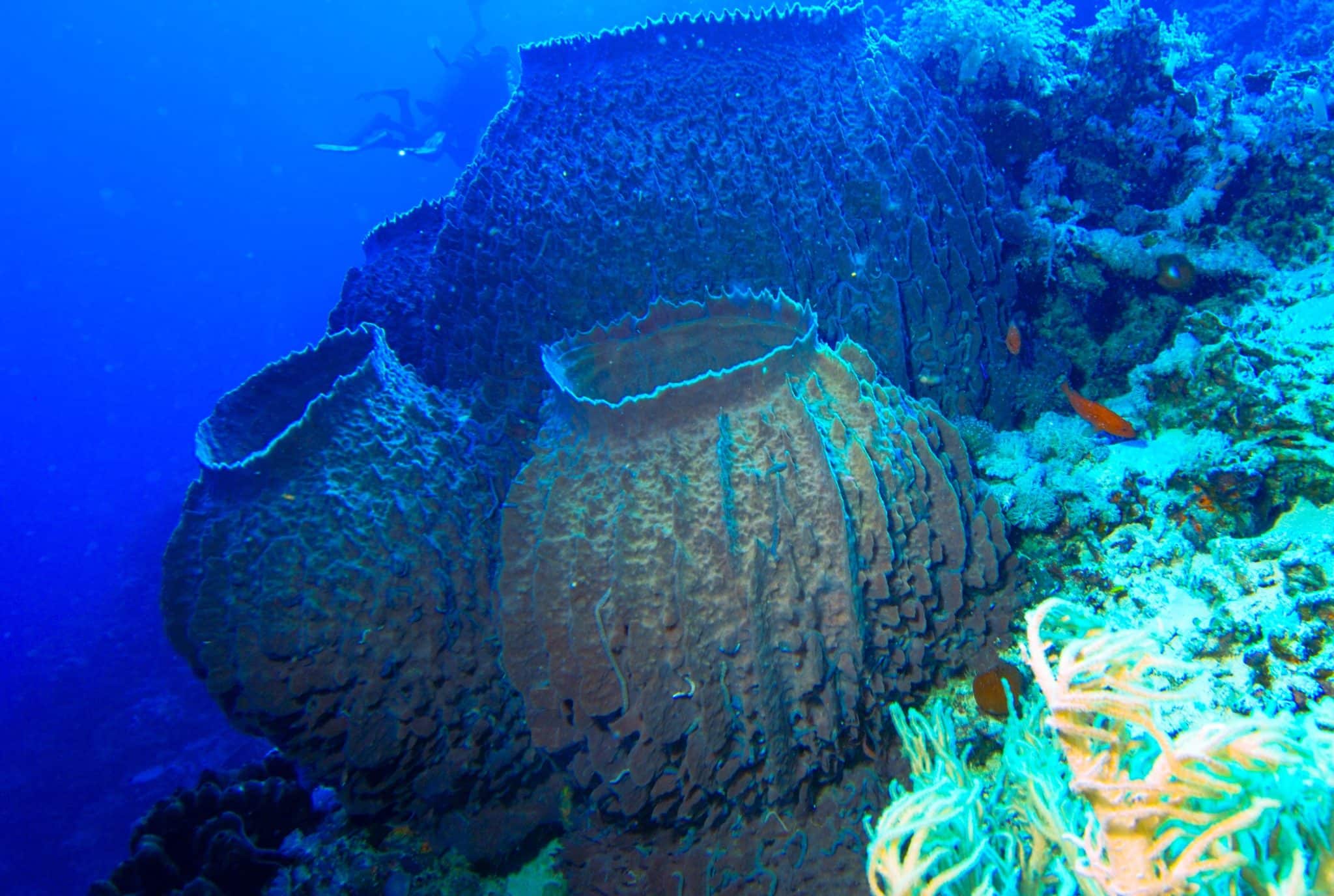 Обыкновенная губка Xestospongia testudinaria / © Albert Kok, Dutch Wikipedia