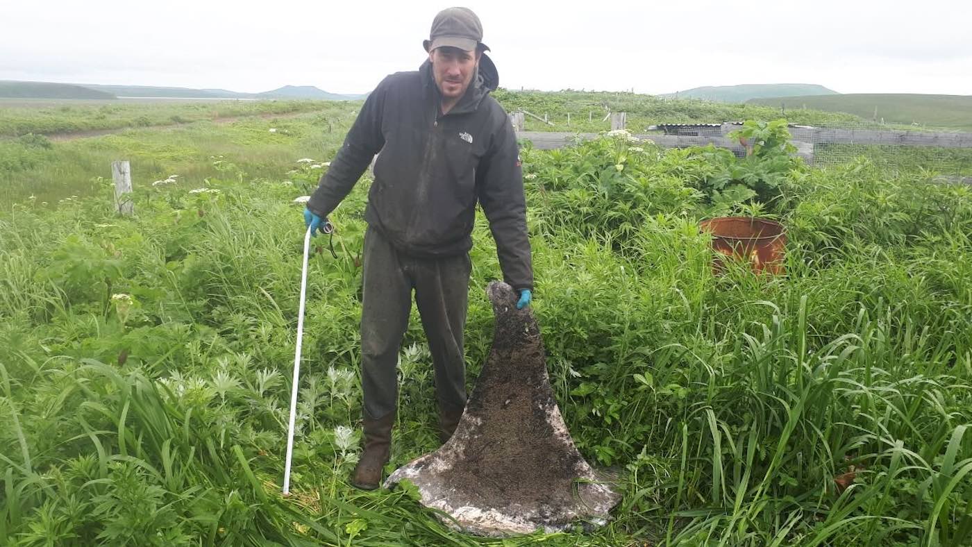 Этот плавник был найден в 2024 году примерно в 2 км от первого. Его высота составляла 71 см, и он принадлежал взрослой самке или молодому самцу / © Sergey Fomin / SDU