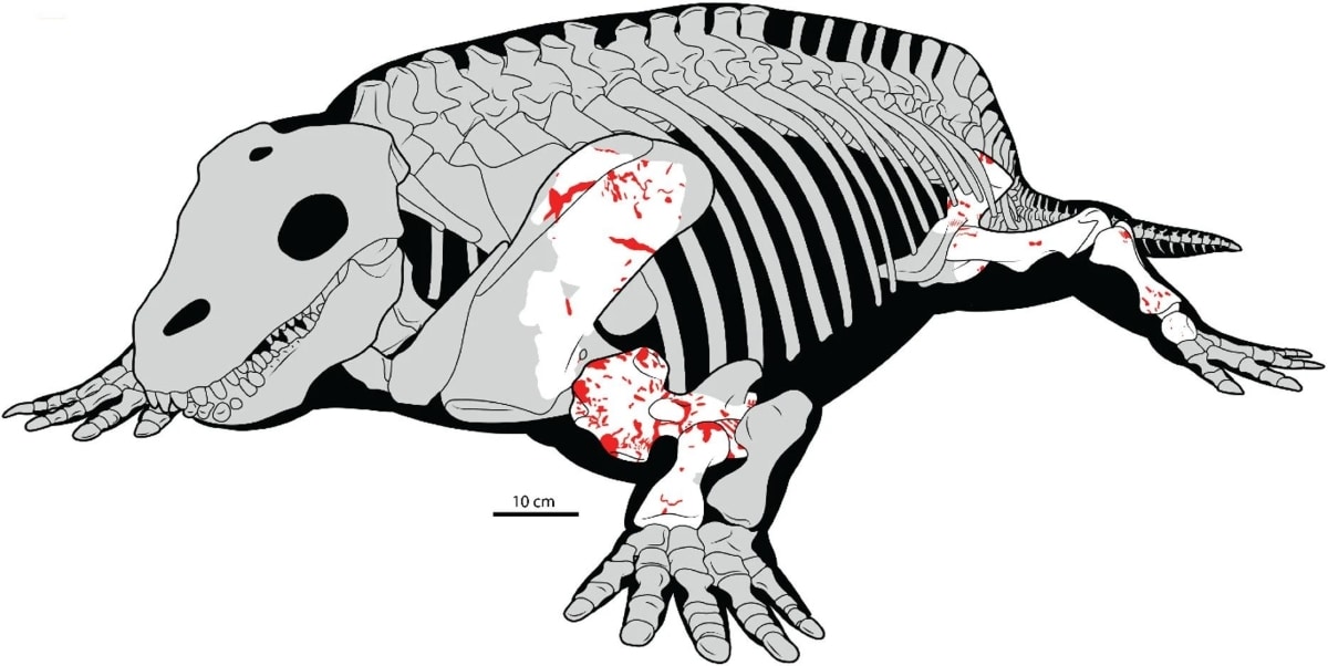 Реконструкция скелета Diadectes sideropelicus со следами зубов и сверления (красным цветом) / © Jordan M. Young et al., Scientific Reports, 2026