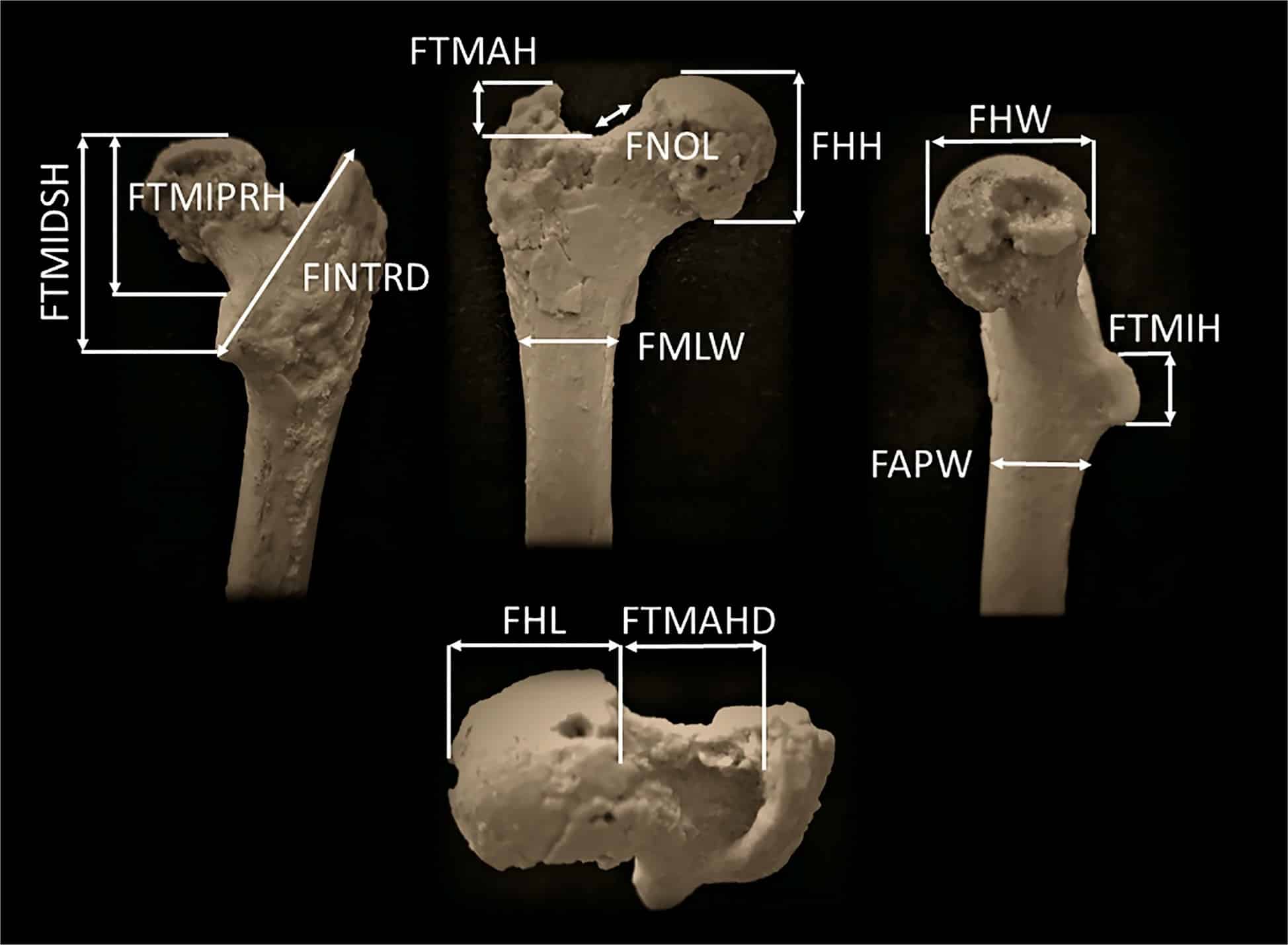 Измерения проксимальных отделов бедренных костей ископаемых и современных образцов / © Palaeobiodiversity and Palaeoenvironments
