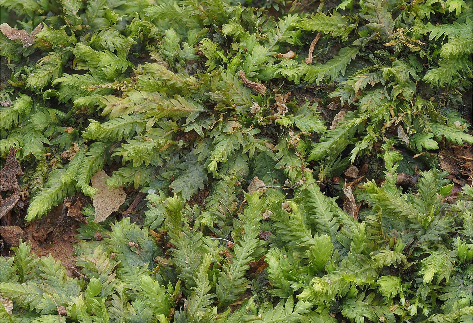 Fissidens taxifolius / © Blanka Aguero, Forensic Sciences Research