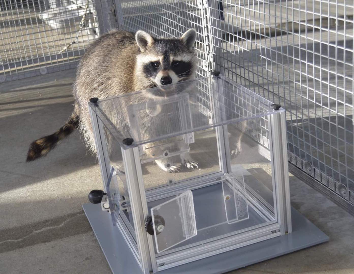 Енот играет с коробкой-головоломкой / © Hannah J. Griebling et al./Animal Behaviour (2026). DOI: 10.1016/j.anbehav.2026.123491