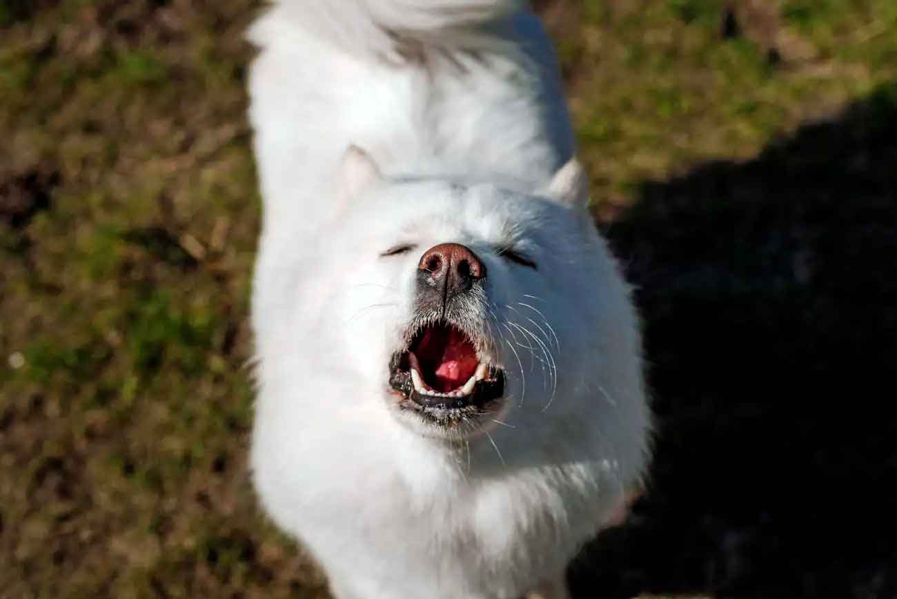 Некоторые самоеды способны подстраивать высоту своего воя под музыку / © Alamy, Adri