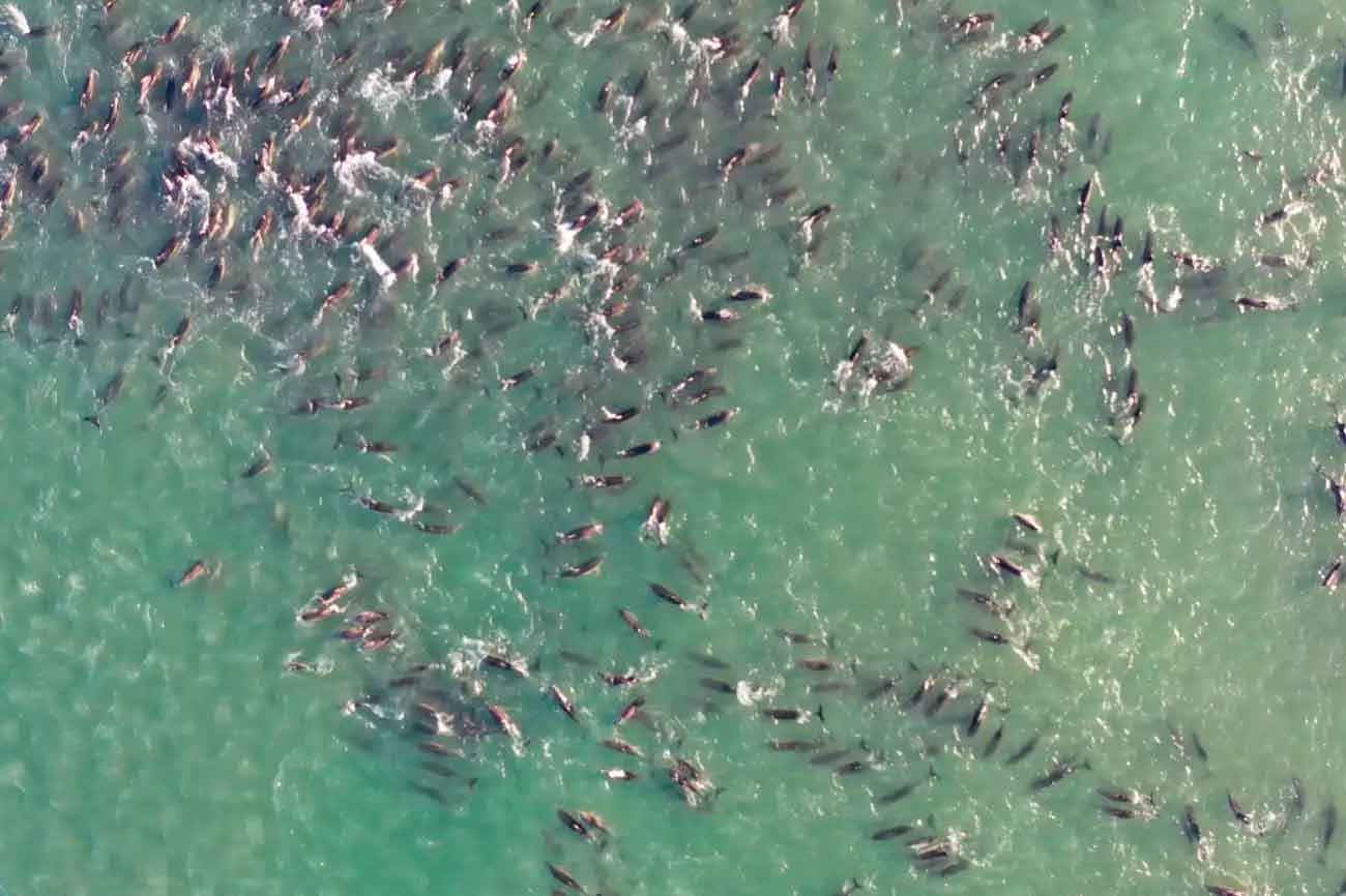 Дельфины, оказавшиеся на мелководье в заливе Сан-Антонио, Аргентина / © Magdalena Arias