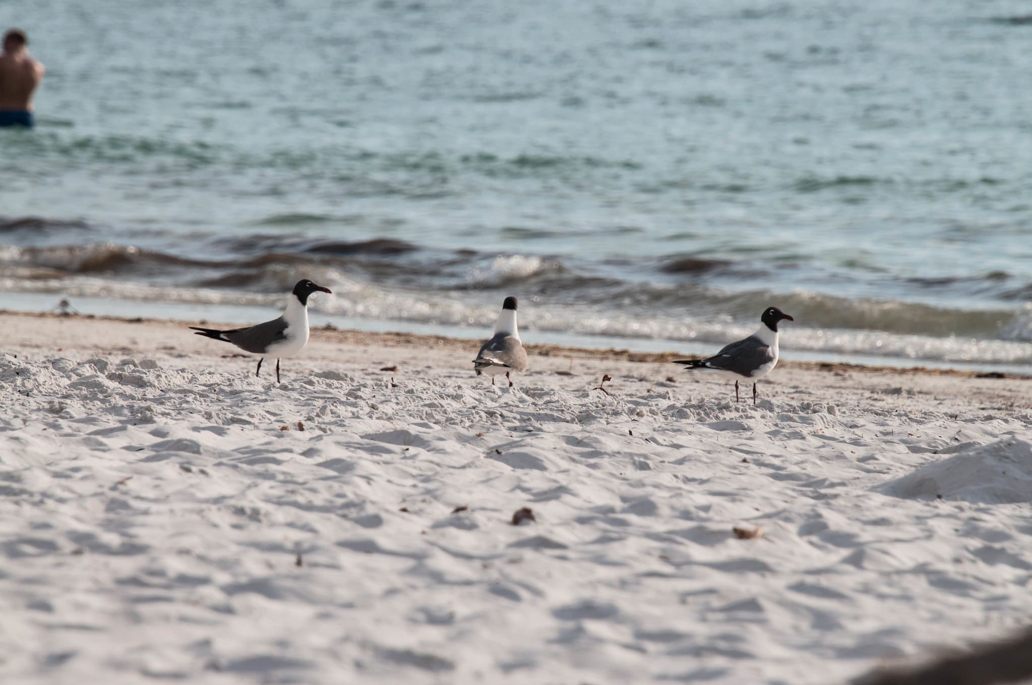 Птицы на пляже во Флориде, США / © 
Miroslav Zdrale