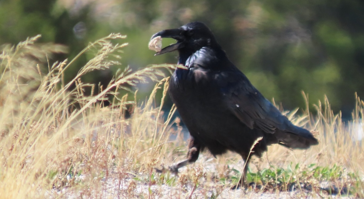 Обыкновенный ворон Corvus corax / © csledge / iNaturalist