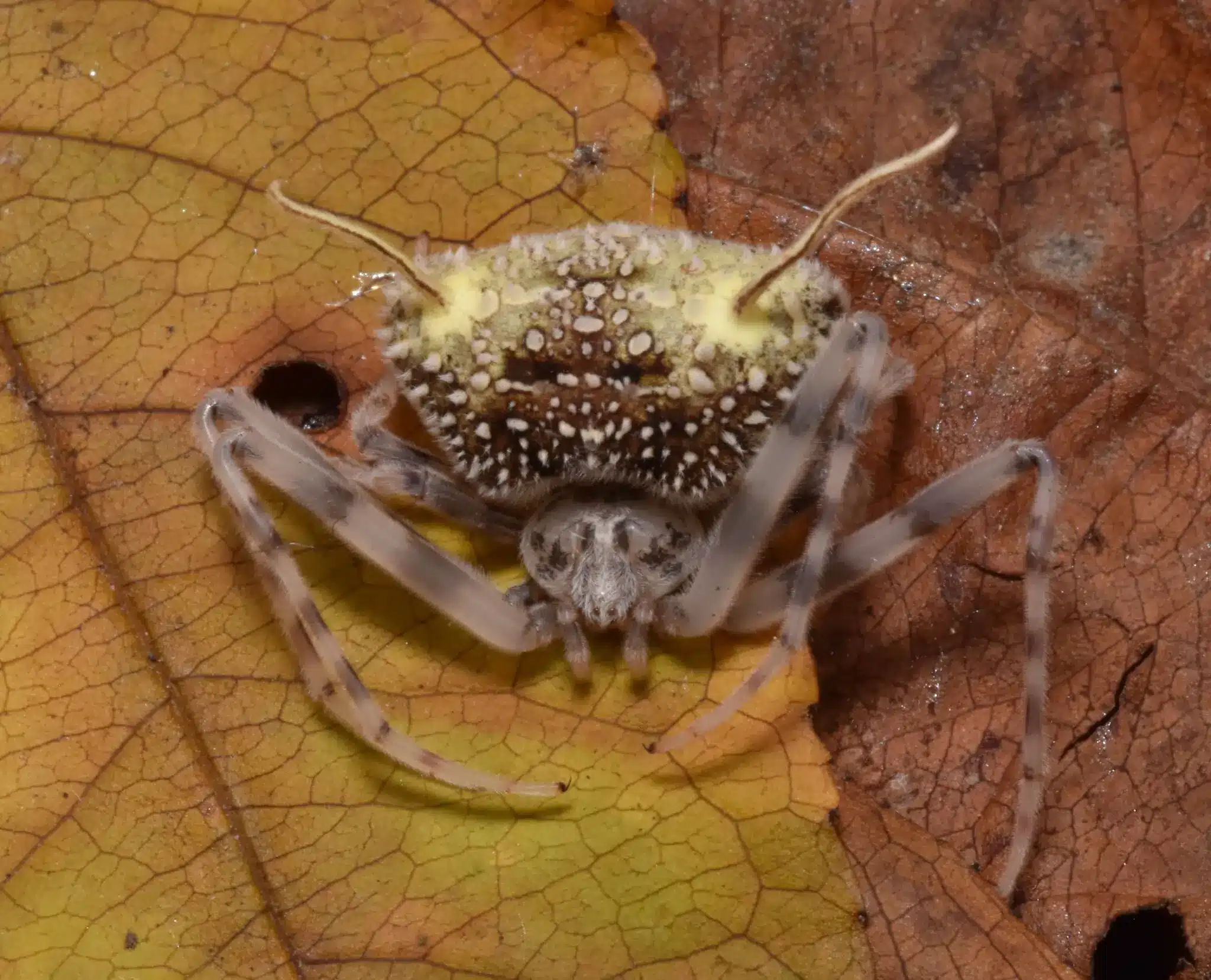 У нового вида пауков Taczanowskia waska на брюшке сформировались особые выросты, имитирующие спороносные структуры паразитического гриба рода Ophiocordyceps  — те самые, которые после гибели хозяина прорываются наружу и распространяют споры / © David R. Díaz-Guevara