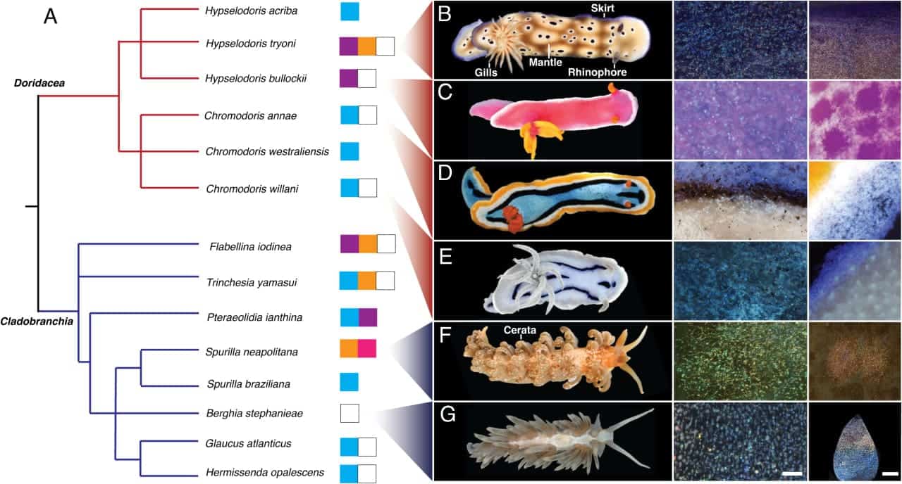 Головоногие моллюски и детали их окраски под микроскопом, шкала — 200 нм / © Proceedings of the National Academy of Sciences (2026). DOI: 10.1073/pnas.2525419123