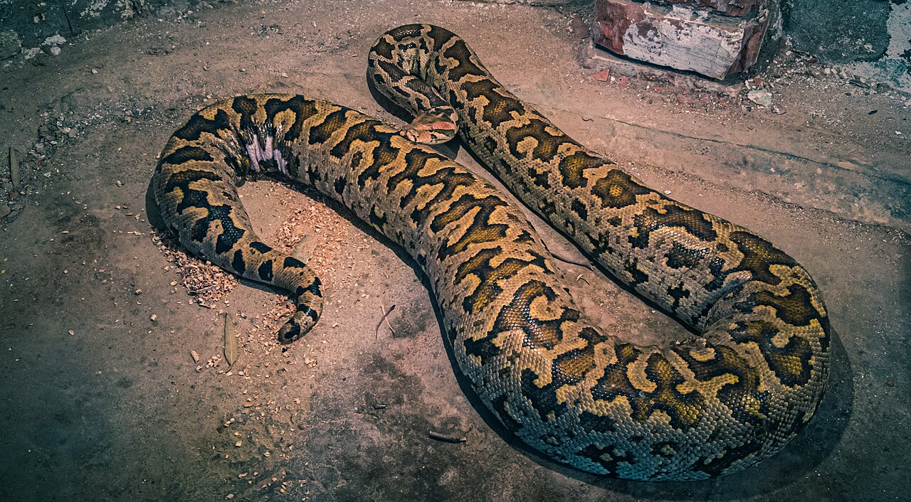 Индийский питон / © Shahzaib Damn Cruze, Wikipedia