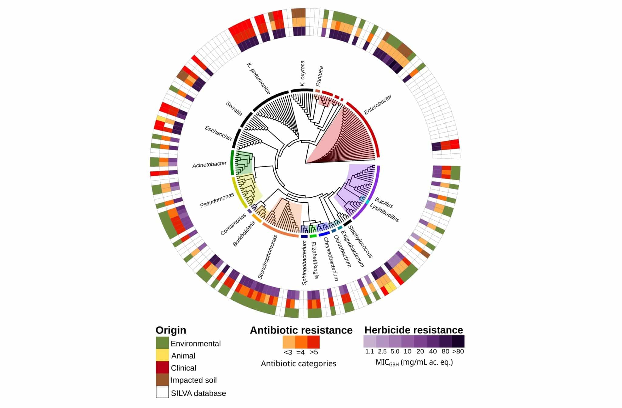 Филогенетическое дерево гена 16S рРНК для всех штаммов, использованных в данном исследовании. Внешнее кольцо показывает происхождение изолятов. Среднее кольцо отражает фенотипическую устойчивость к антибиотикам. Внутреннее кольцо показывает минимальную ингибирующую концентрацию гербицида на основе глифосата / © Frontiers in Microbiology