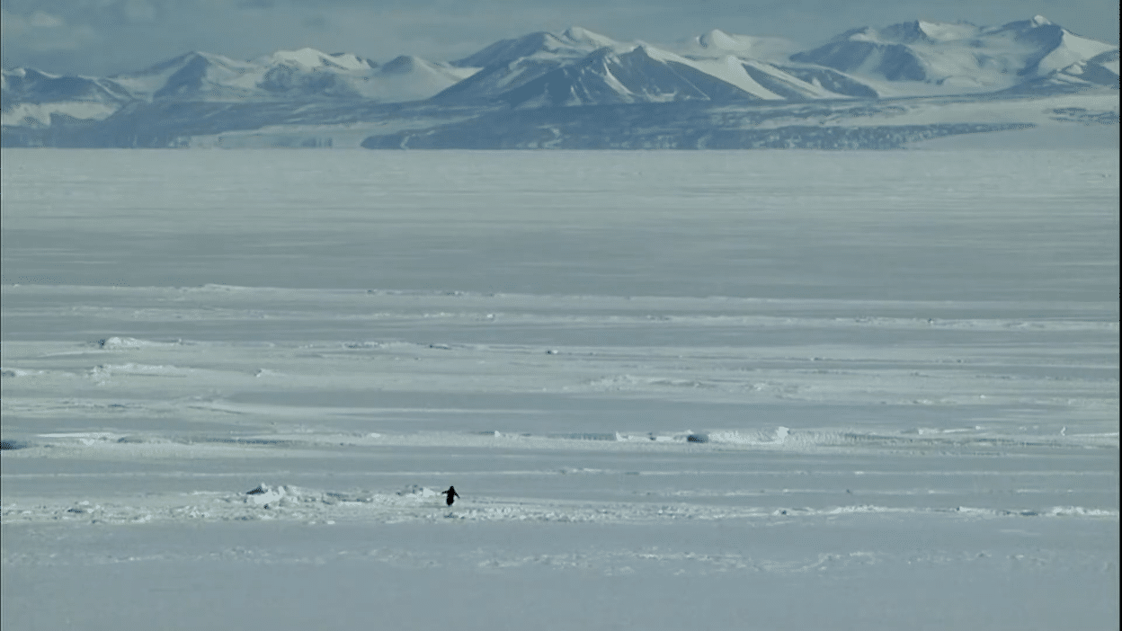 Кадр из документального фильма «встречи на краю света», реж В. Херцог, 2007