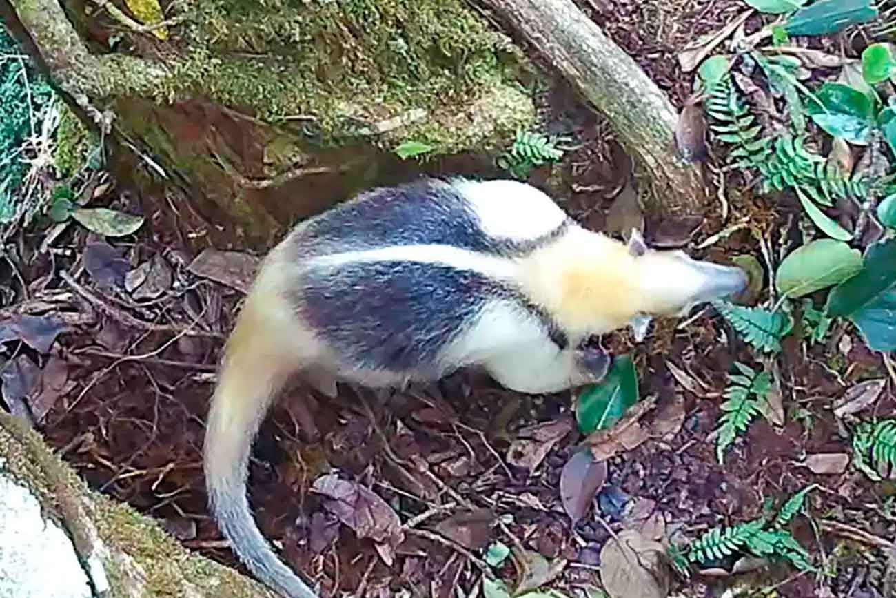 Мексиканский тамандуа — млекопитающее семейства муравьедовых, запечатленный фотоловушкой / © Tropical Canopy Ecology Project