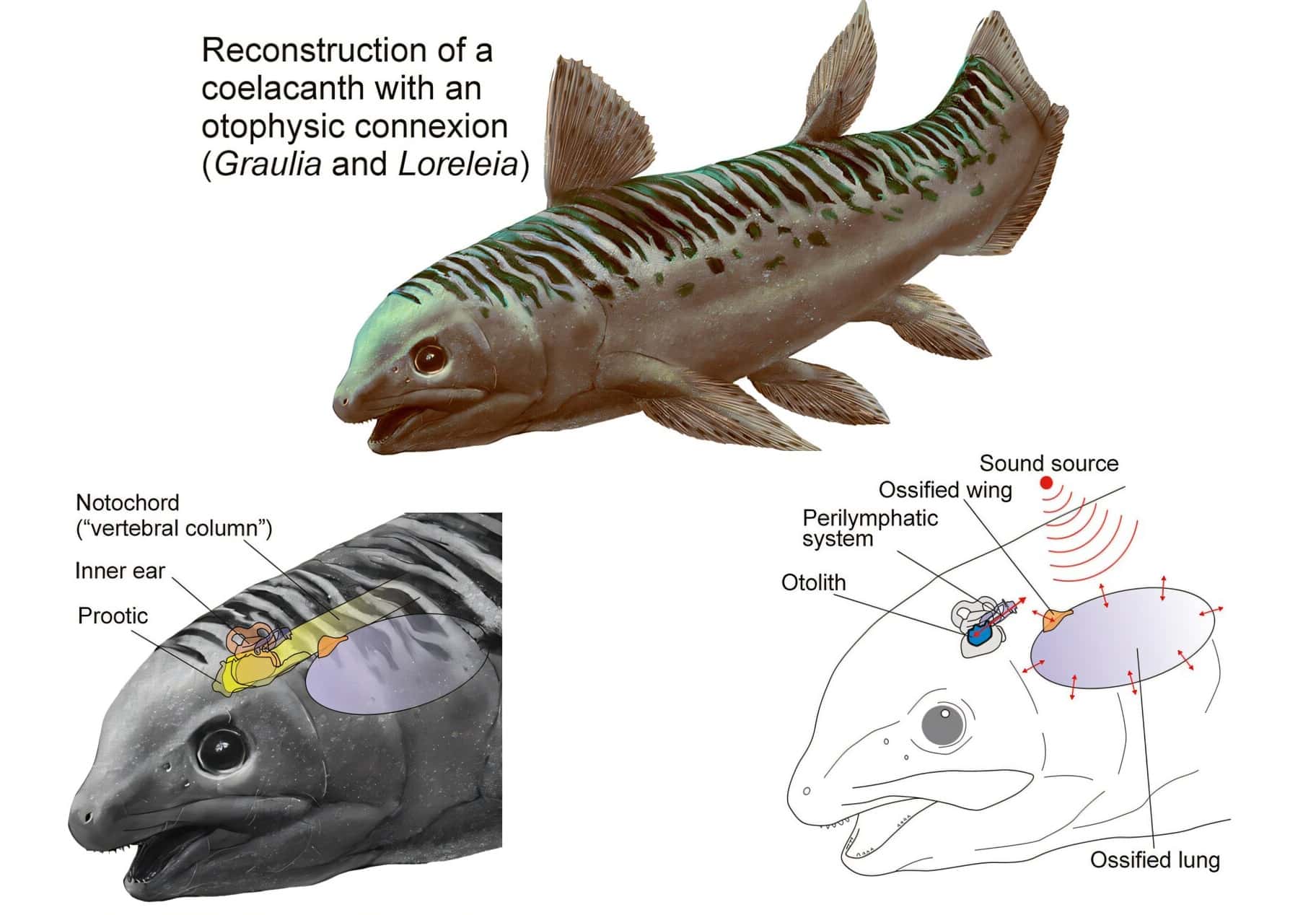 Реконструкция и схематическая иллюстрация целаканта (Graulia branchiodonta или Loreleia eucingulata) /  © A. Beneteau, L. Cavin / MHNG