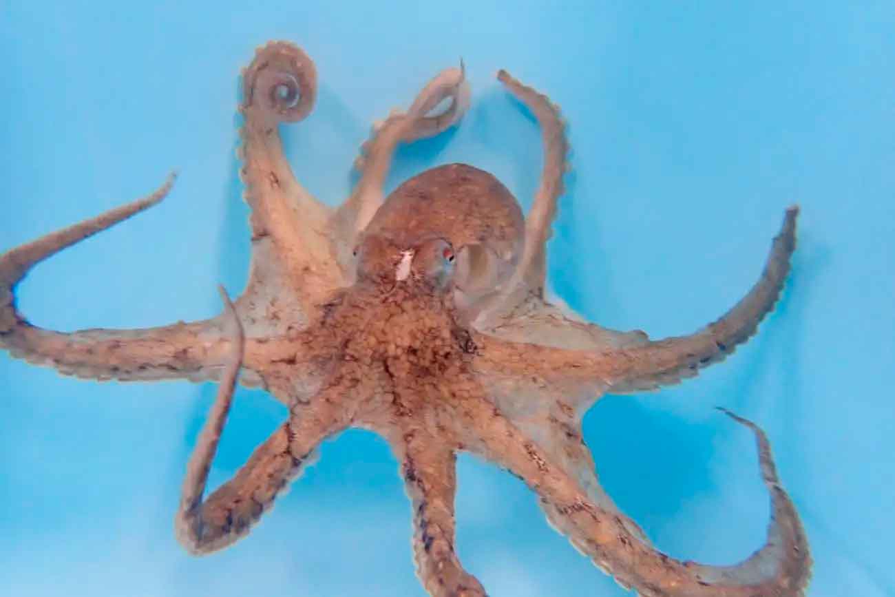 Самец Amphioctopus fangsiao со свернутым гектокотилем (вверху слева) / © Keijiro Haruki