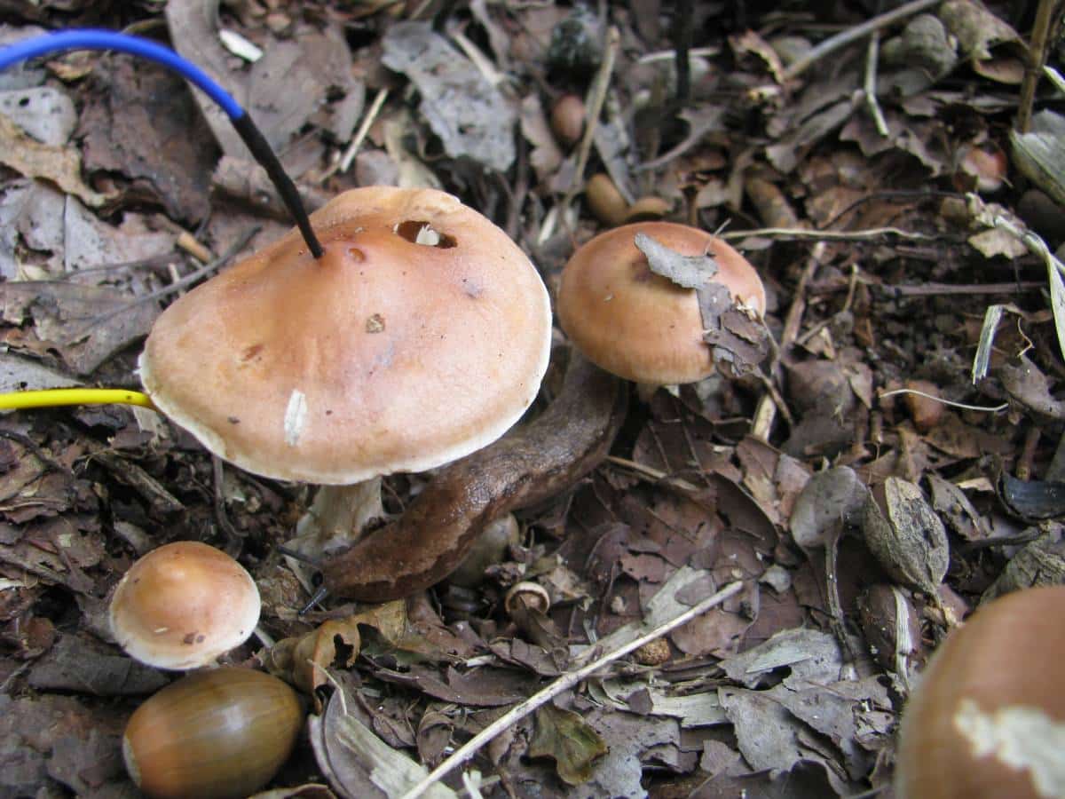 Регистрирующий электрод воткнули в шляпку, а электрод сравнения — в ножку, чтобы фиксировать разность электрических потенциалов между ними / © Yu Fukasawa et al., Scientific Reports, 2026