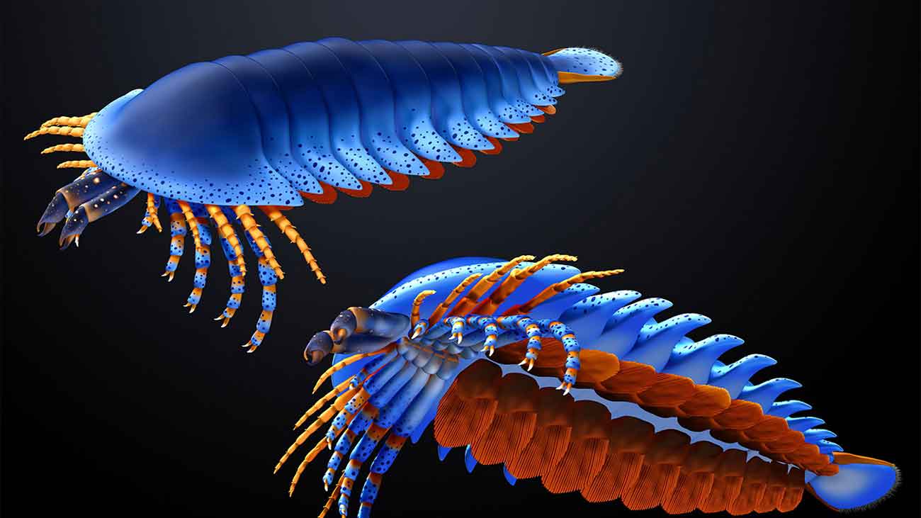 Megachelicerax cousteaui в представлении художника / © Rudy Lerosey-Aubril