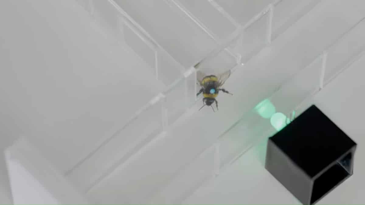 Шмель на испытании в Т-лабиринте со светодиодом / © Zijie Zeng et al., Science, 2026
