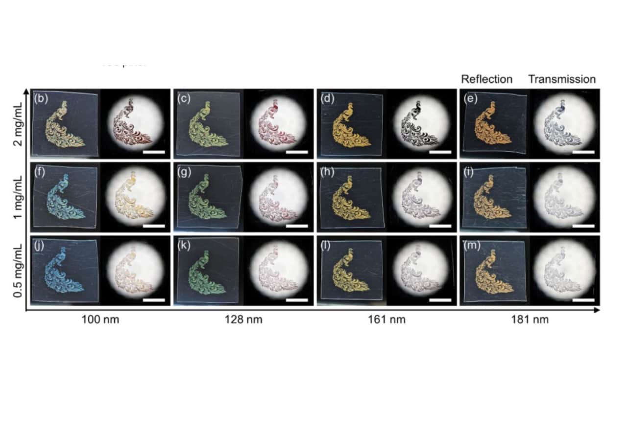 Образцы структурных чернил. Цветное изображение отражает свет, черно-белое — те же чернила, при прохождении света сквозь них. По оси X — диаметр частиц, по оси Y — концентрация сфер в чернилах / © H. Yamana et al., Advanced Materials 2026. DOI: 10.1002/adma.202523036