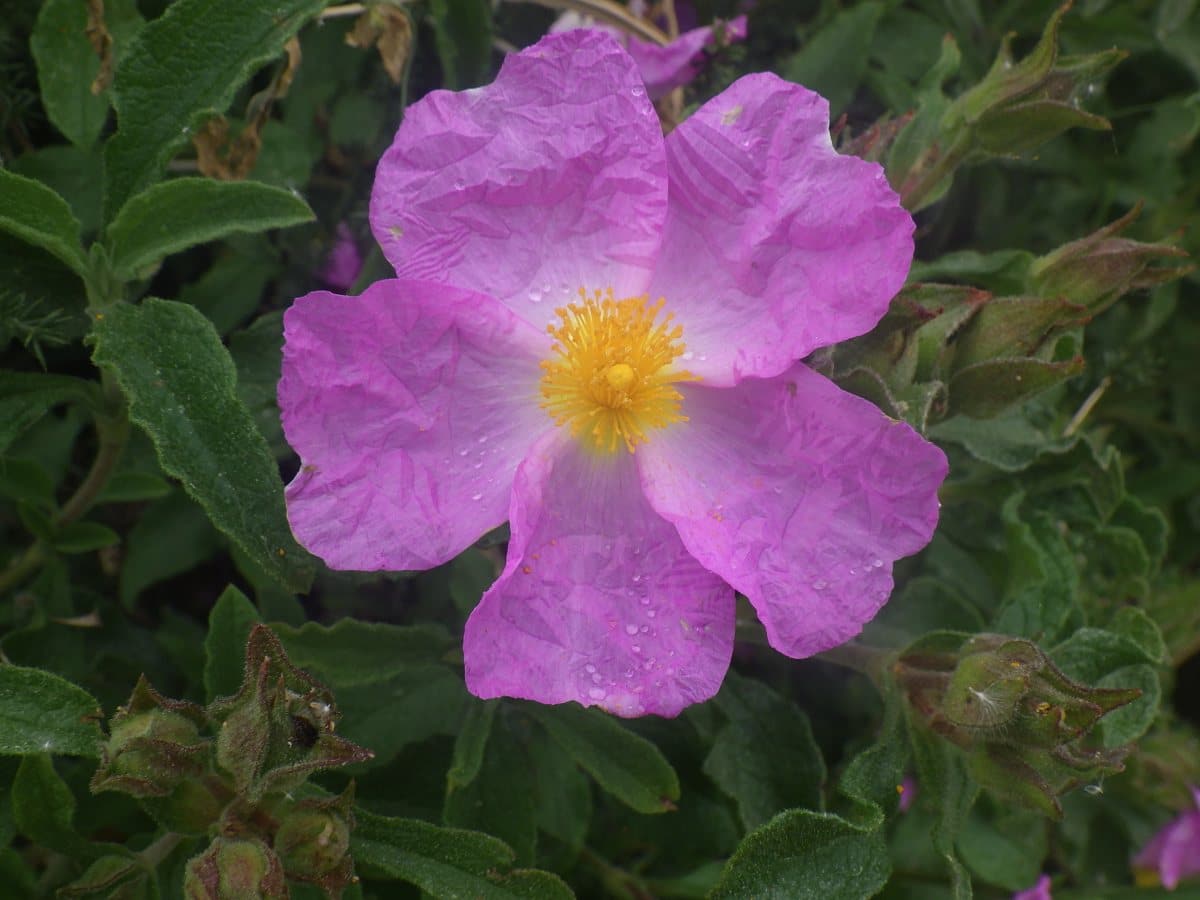 Ладанник критский Cistus creticus, одно из растений, использованных в эксперименте / © crebassa / iNaturalist