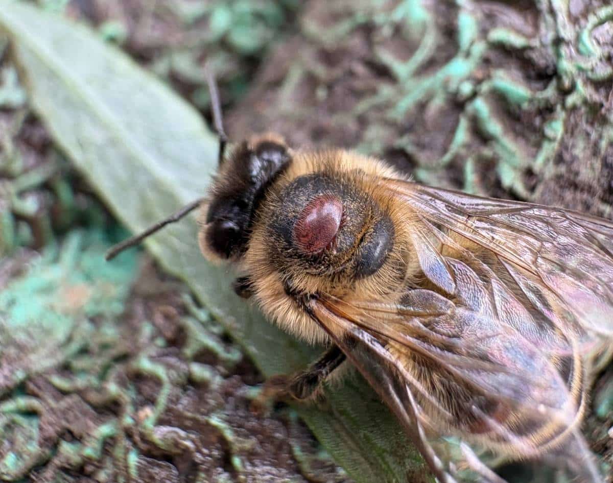 Клещ варроа на пчеле / © georgiebug / iNaturalist