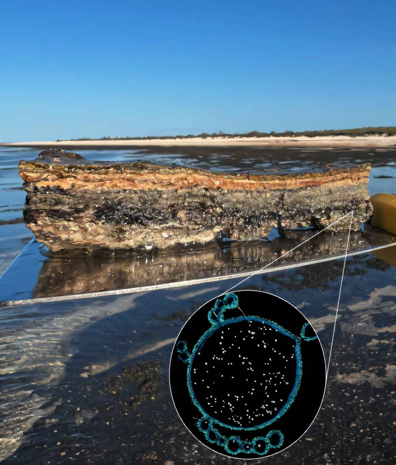 Микробный мат (сверху) и микрофотография Асгард-археи (снизу) / © Stephanie-Jane Nobs et al.,  Current Biology, 2026