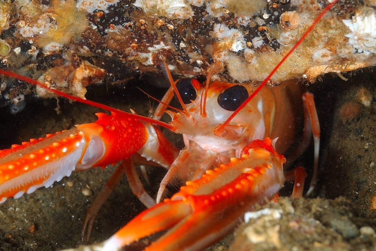 Норвежский омар Nephrops norvegicus / © tonyjgilbert / iNaturalist