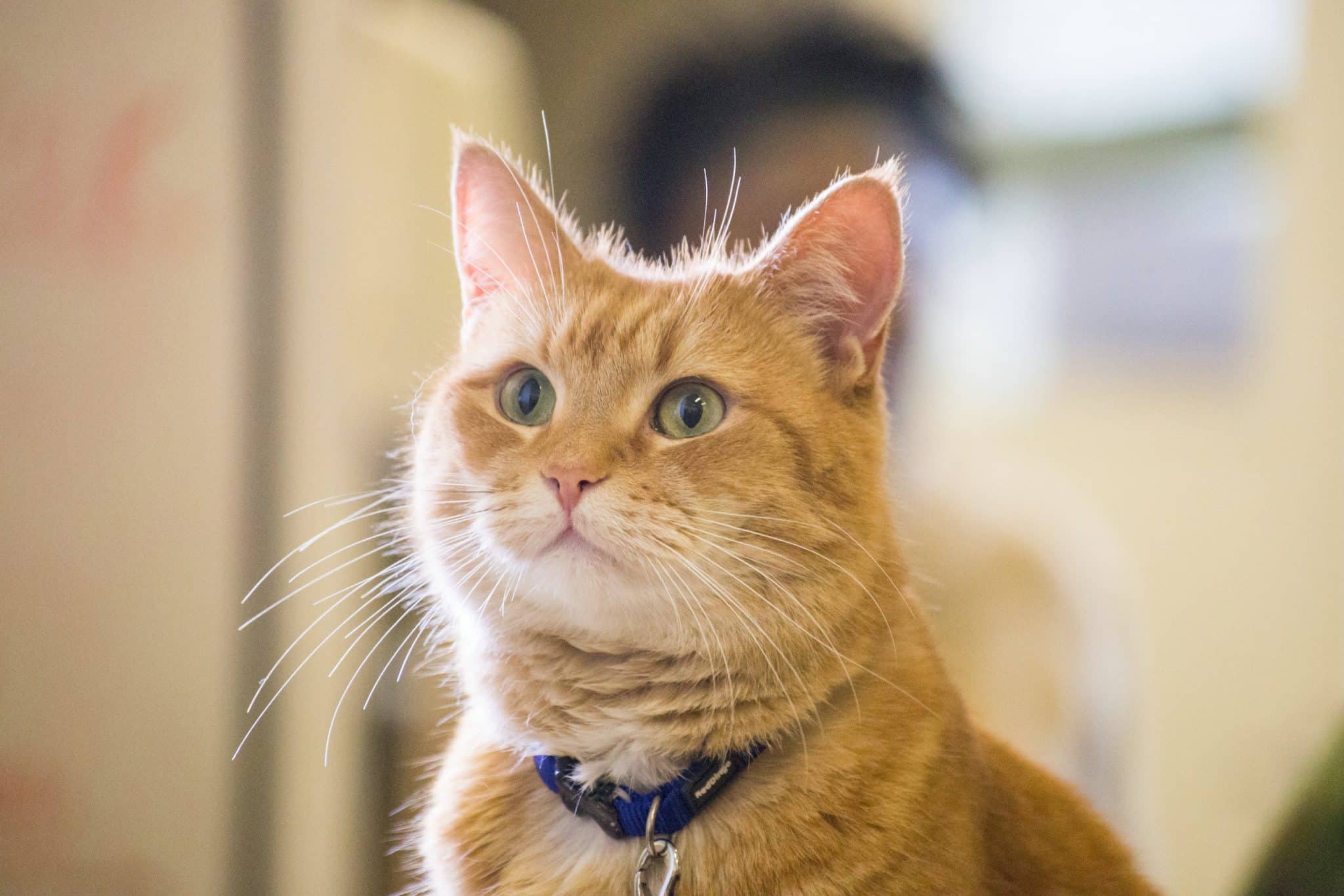 Кадр из фильма «Уличный кот по кличке Боб» / © Sony Pictures Entertainment