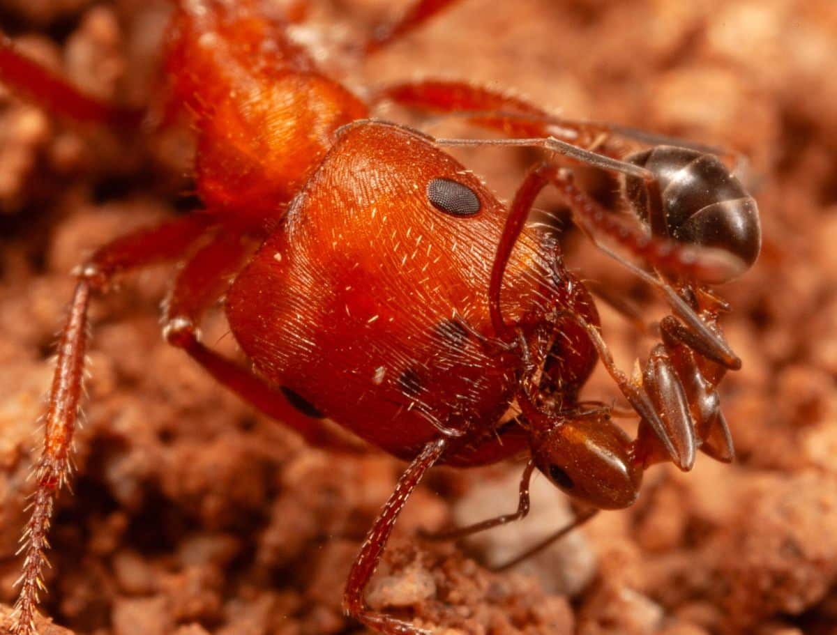 Муравей Dorymyrmex исследует пространство между челюстями рабочей особи Pogonomyrmex barbatus / © Mark W. Moffett, Ecology and Evolution, 2026