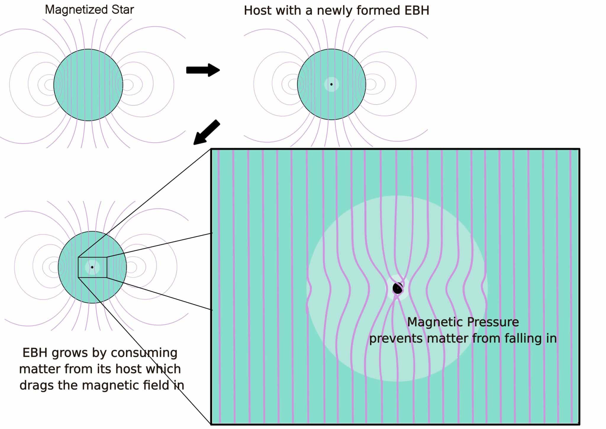 Схема, описывающая как внутри намагниченной компактной звезды из накопившейся темной материи формируется крошечная черная дыра, которая начинает поглощать вещество и затягивать магнитное поле. По мере роста ЧД поле усиливается и искривляется, создавая магнитное давление, тормозящее падение вещества и останавливающее дальнейшее разрушение звезды. / © H. A. Adarsha