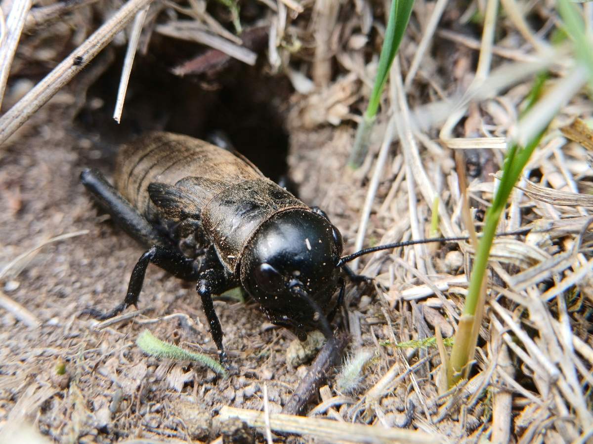 Полевой сверчок Gryllus campestris / © pan_psax / iNaturalist