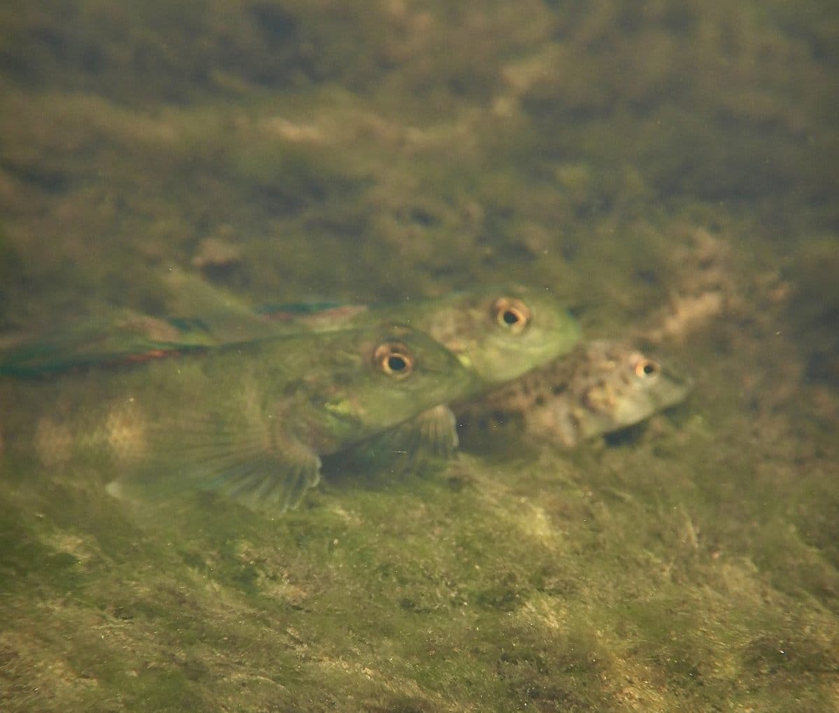 Дартер Etheostoma blennioides / © karyorelicta4662 / iNaturalist