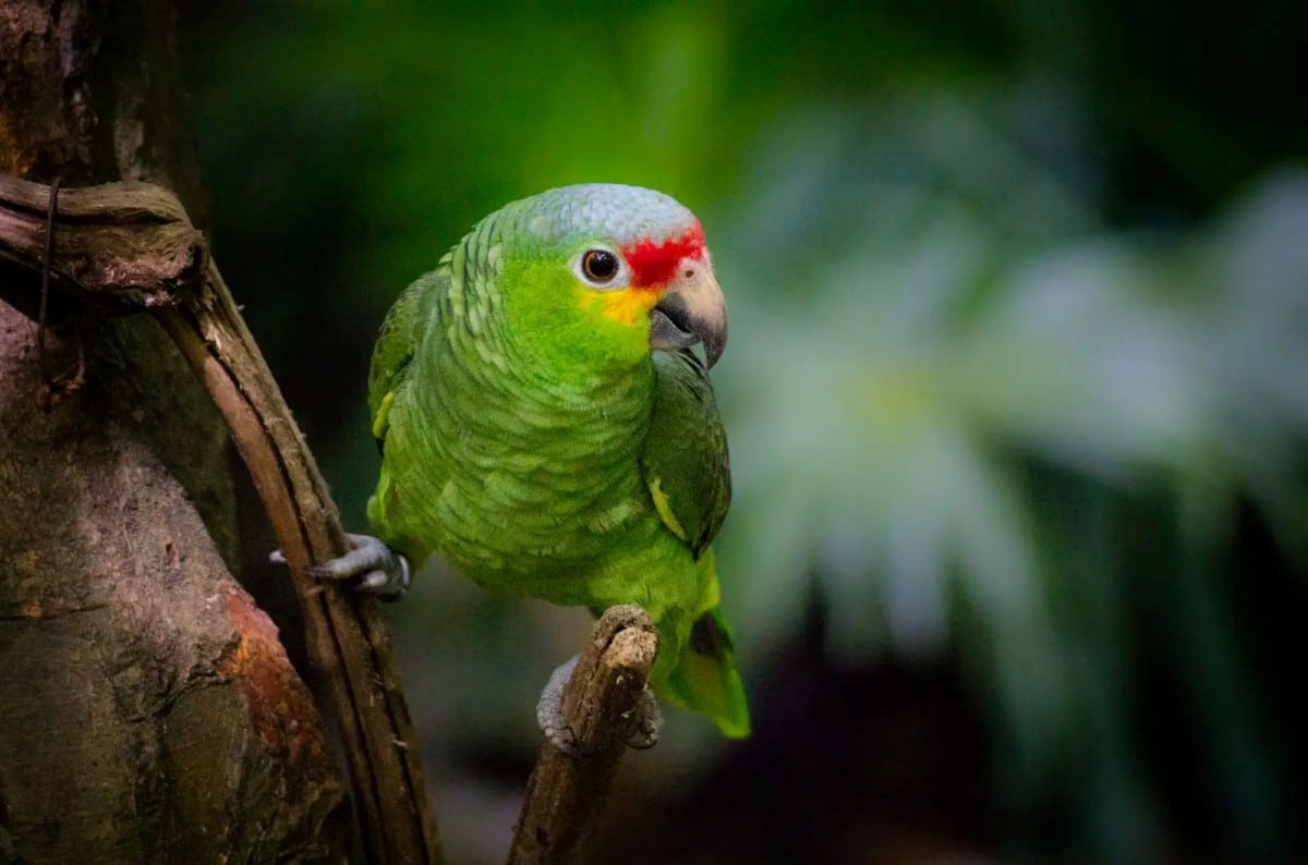 Попугай краснолобый амазон / © animalia.bio
