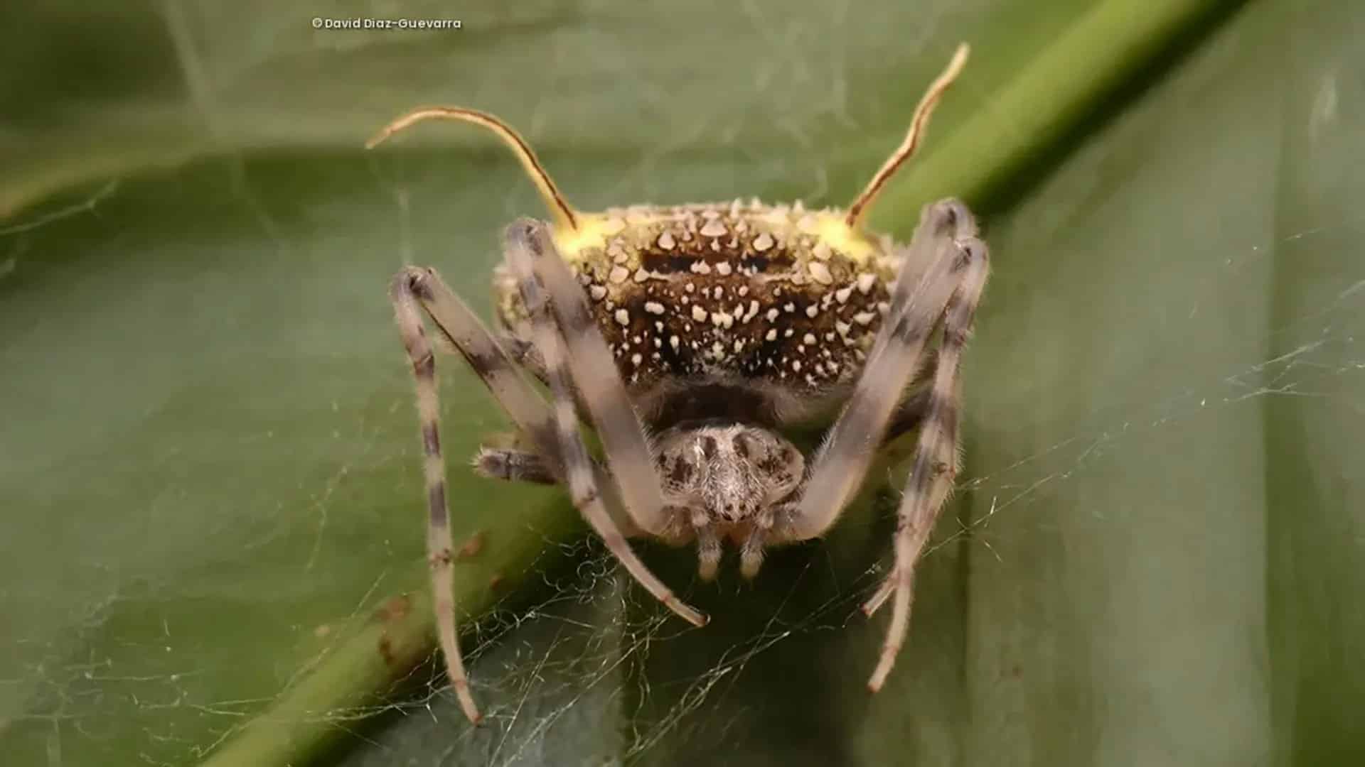 Паук вида Taczanowskia waska / © David Diaz-Guevarra, Zootaxa