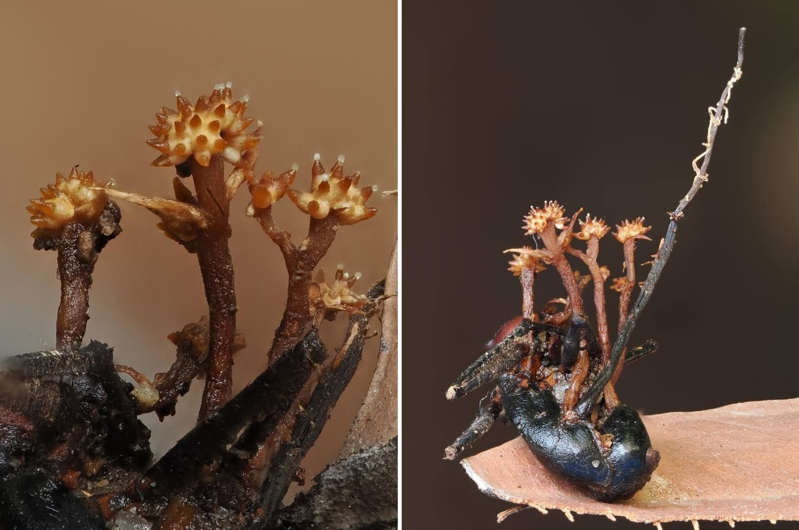 Pleurocordyceps cornusynnemata / © Shahbaz, Mohadden, Rong, Wei et Seelan, 2026
 DOI: doi.org/10.11646/phytotaxa.750.4.1